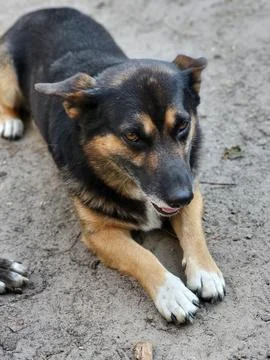 Dog Looking Seriously at the Camera Stock Photos