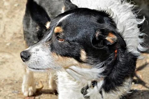 Dog looking to the side Stock Photos