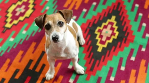 Dog looking up sitting on smart bright rug Vídeo Stock 53355594