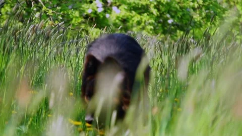 The dog is looking for something Stock Footage 91306825