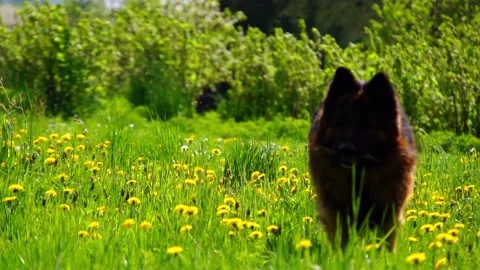The dog is looking for something Stock Footage 91308164