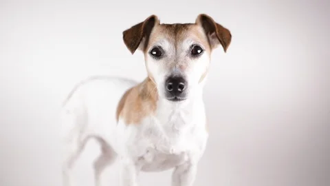 Dog looking standing leaving white walking Vídeo Stock 124133343