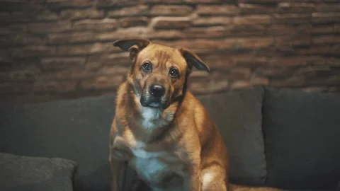 Dog looking straigh into the camera and tilting his head to the side Stock Footage 137913910
