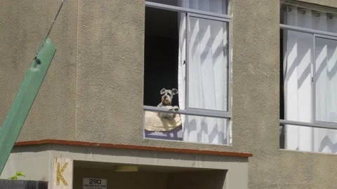 A dog looking at the street through the window of his house as a person Stock Footage 149925089