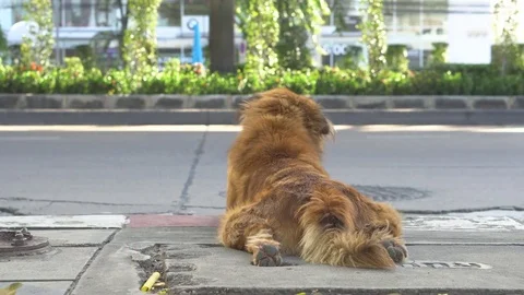Dog looking street traffic Stock Footage