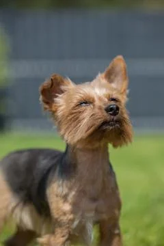 Dog looking at the sun Stock Photos