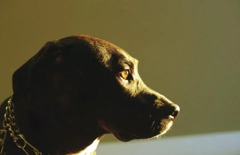 Dog Looking at Sunlight 库存照片