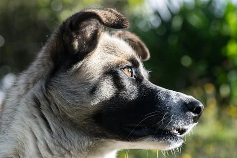 Dog looking at sunset Foto stock