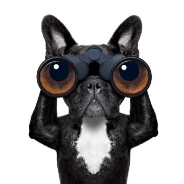 Dog looking through binoculars Foto stock