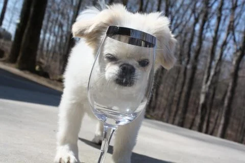 Dog Looking Through Empty Wine Glass Stock Photos
