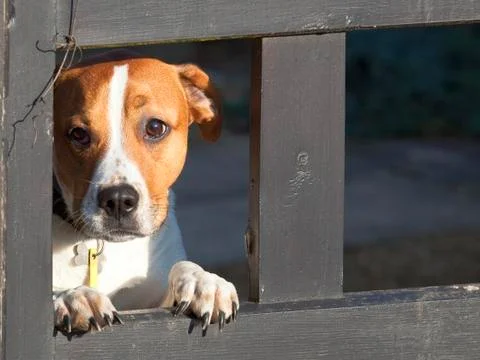 Dog looking through gate Stock Photos