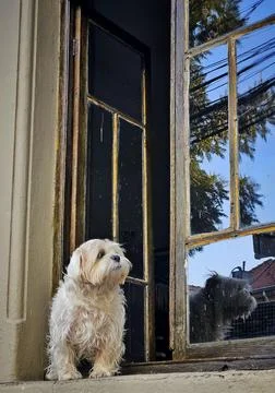 Dog looking through open window Stock Photos