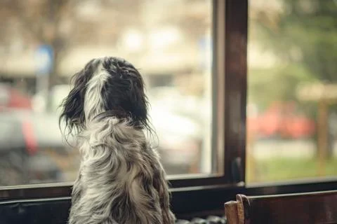 Dog looking through a window of a coffee shop Stock Photos