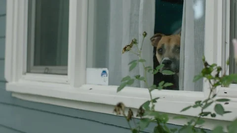 Dog looking through a window Video stock 106594885