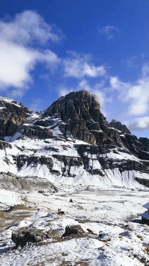 Dog looking toward camera from snowy mountain landscape in Dolomites. Stock Footage 330437429