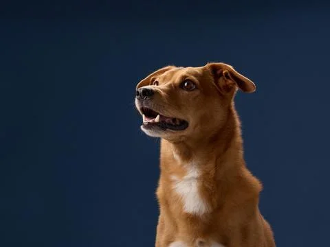 Dog looking up toward light source Stock Photos