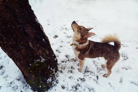 The dog is looking up at the tree. Stock Photos