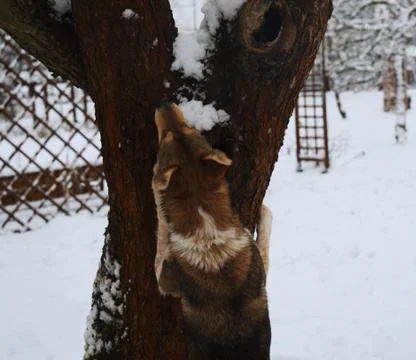 The dog is looking up at the tree. Stock Photos