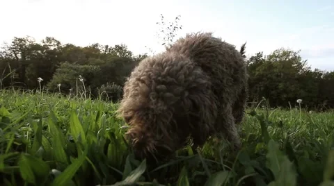 Dog looking for truffles Video stock 55879940