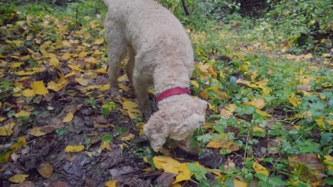 Dog is looking for truffles in the forest. Slow motion shot Stock Footage 136494431