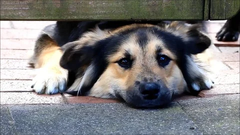 Dog looking under the fence, mixed breed australian shepherd Stock Footage 91612088