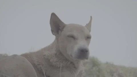 A dog is looking upset and looking into camera | RAW Slog clip Stock Footage 277420814