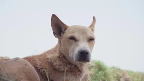 A dog is looking upset and looking into camera | wildlife animal Stock Footage 277420819
