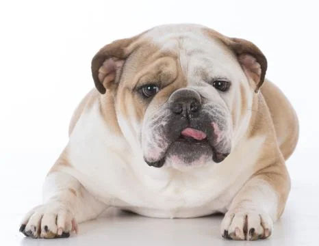 Dog looking at viewer Stock Photos
