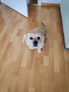 Dog Looking at Viewer Scene 스톡 사진