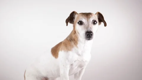 Dog looking white background jack russell Vídeo Stock 124133900