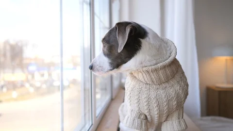 Dog Looking At Window Waiting For The Arrival Of Owners Видео 106559838