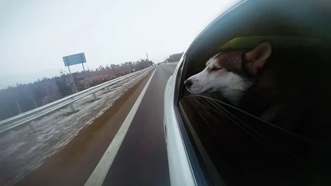 The dog looking at the world from a car window. The car go slow on a snow road. Stock Footage 72084819
