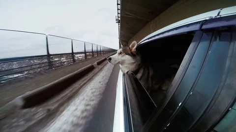 The dog looking at the world from a car window. The car go slow on a snow road. Stock Footage 72086031