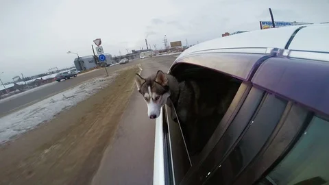The dog looking at the world from a car window. The car go slow on a snow road. Stock Footage 72087700