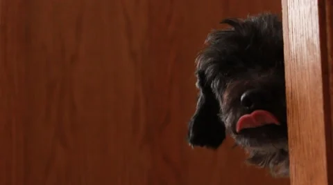 Dog looks around corner while shaking Video stock 44021514