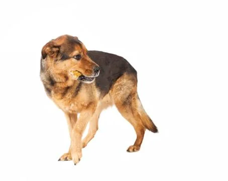 Dog looks back Photos