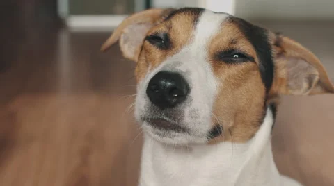 Dog looks at the camera and blinks slowly. 스톡 동영상 68178937
