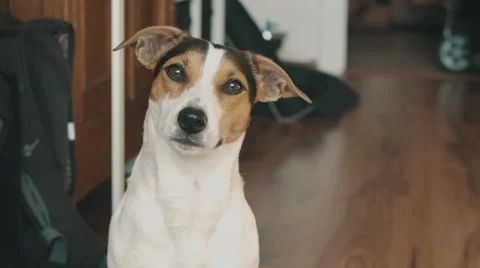 Dog looks at the camera and blinks slowly. Vídeos de archivo 68180480