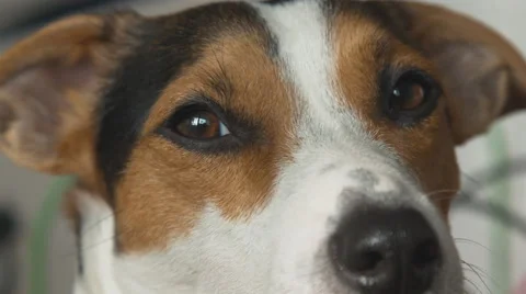 Dog looks at the camera and blinks slowly. Vidéo 68192744
