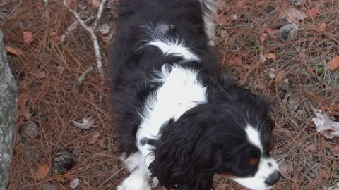Dog Looks At The Camera. Cavalier King Charles Spaniel Video stock 169927251