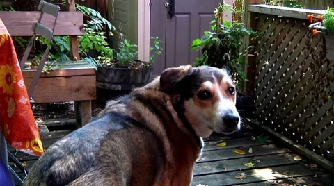 Dog looks at camera Stock Footage 8686717