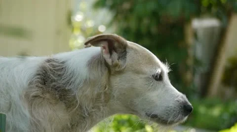 Dog looks at Camera Vidéo 11200488