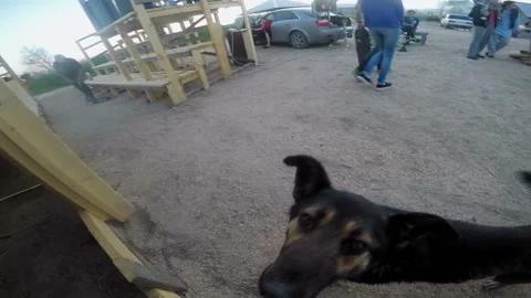 Dog looks into the camera 스톡 동영상 93891846