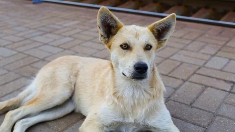  The dog looks at the camera. Front view. Stock Footage 81588217