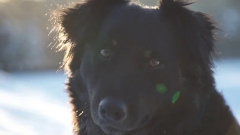 A dog looks at the camera at sunset in winter Stock Footage 85169395