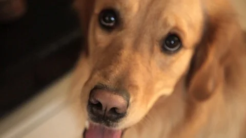 The dog looks directly at the camera Video stock 97660310