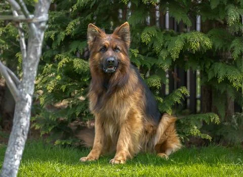 Dog looks into the frame Stock Photos