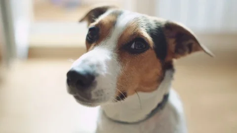 Dog looks interested in the camera. Vídeos de archivo 76889769