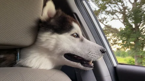 The Dog looks out the open window of the car. 動画素材 197642357