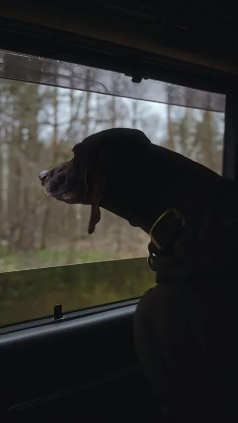 The dog looks out the open window and sniffs the fresh air when going for a walk Stock Footage 306285934
